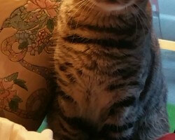 JAZZY  BOY....   MY PARENTS  BENGAL  CAT,  I BOUGHT  FOR THEM.....