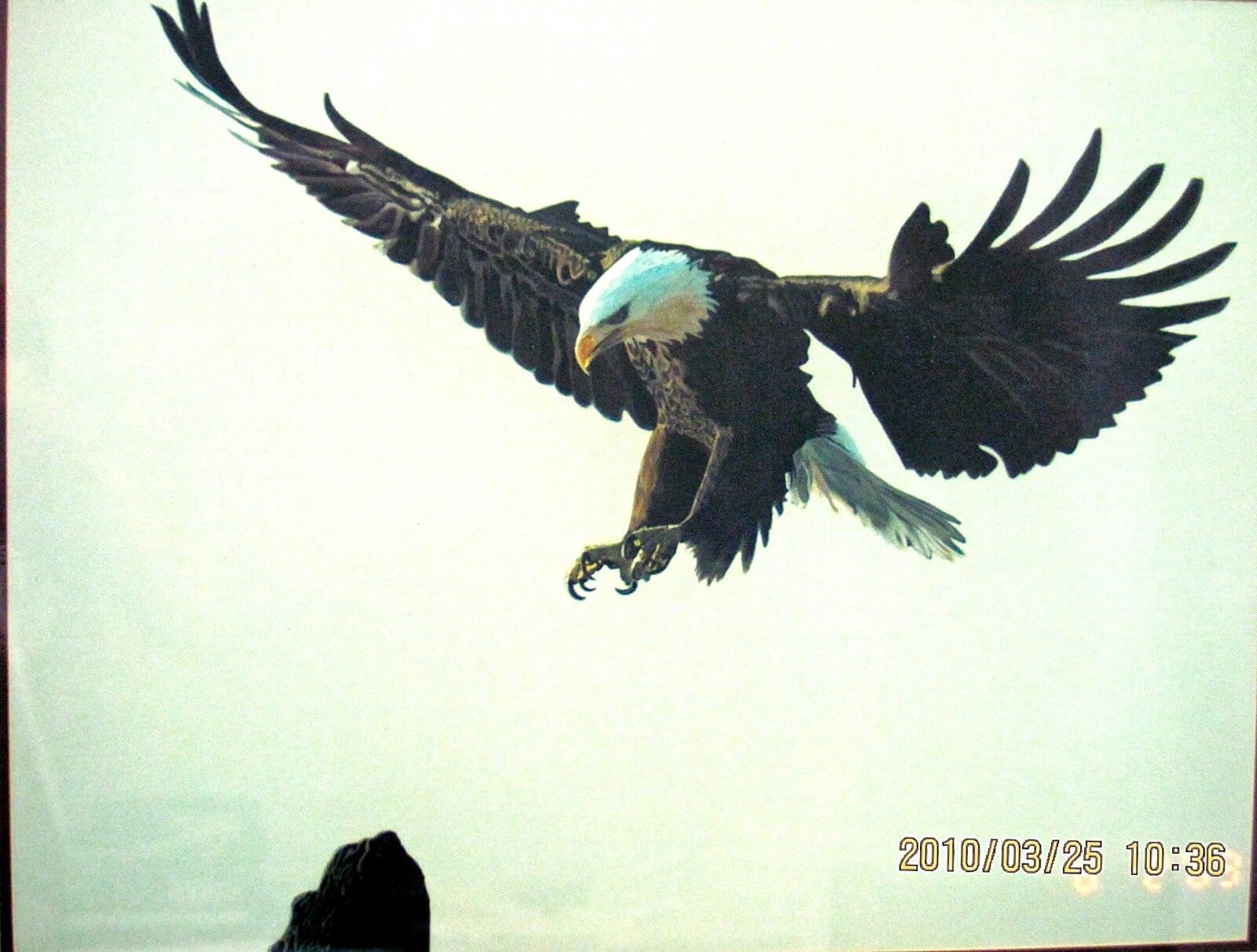 "EAGLE  LANDING"   ANOTHER  PIECE OF ARTWORK