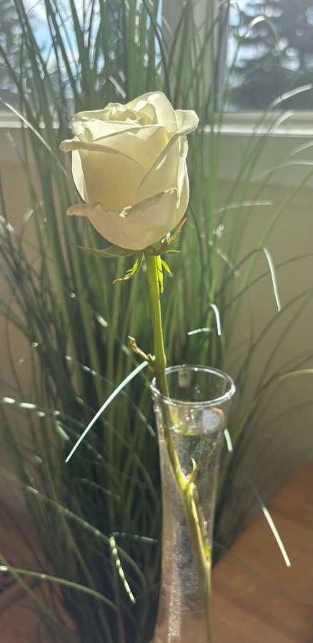 A Mother’s Day rose