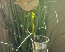 A Mother’s Day rose
