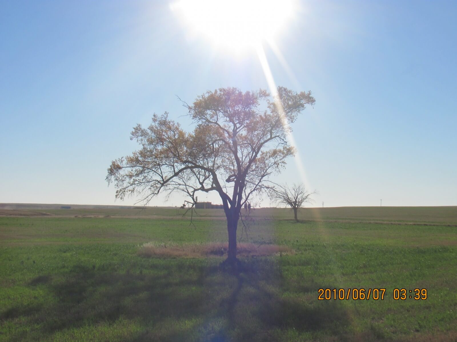 THE  TREE  OF  LIFE
