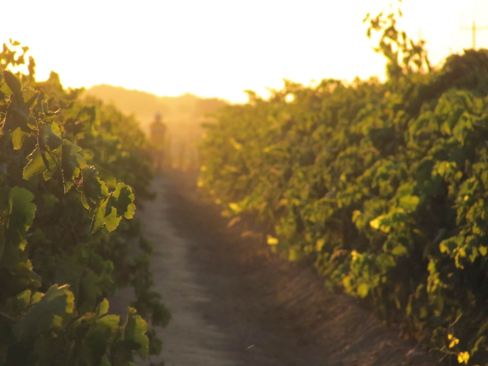 GRAPE  HARVEST  ON  CHURCH  FARM  in  FRESNO, CALIFORNIA