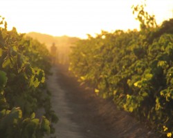 GRAPE  HARVEST  ON  CHURCH  FARM  in  FRESNO, CALIFORNIA