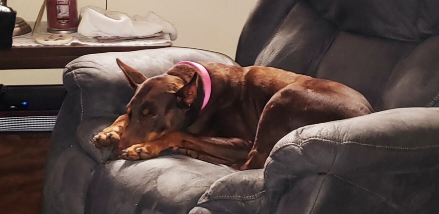 Moni, sitting in my chair and trying to make herself look as small as possible. Loved this pooch so much!
