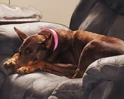 Moni, sitting in my chair and trying to make herself look as small as possible. Loved this pooch so much!