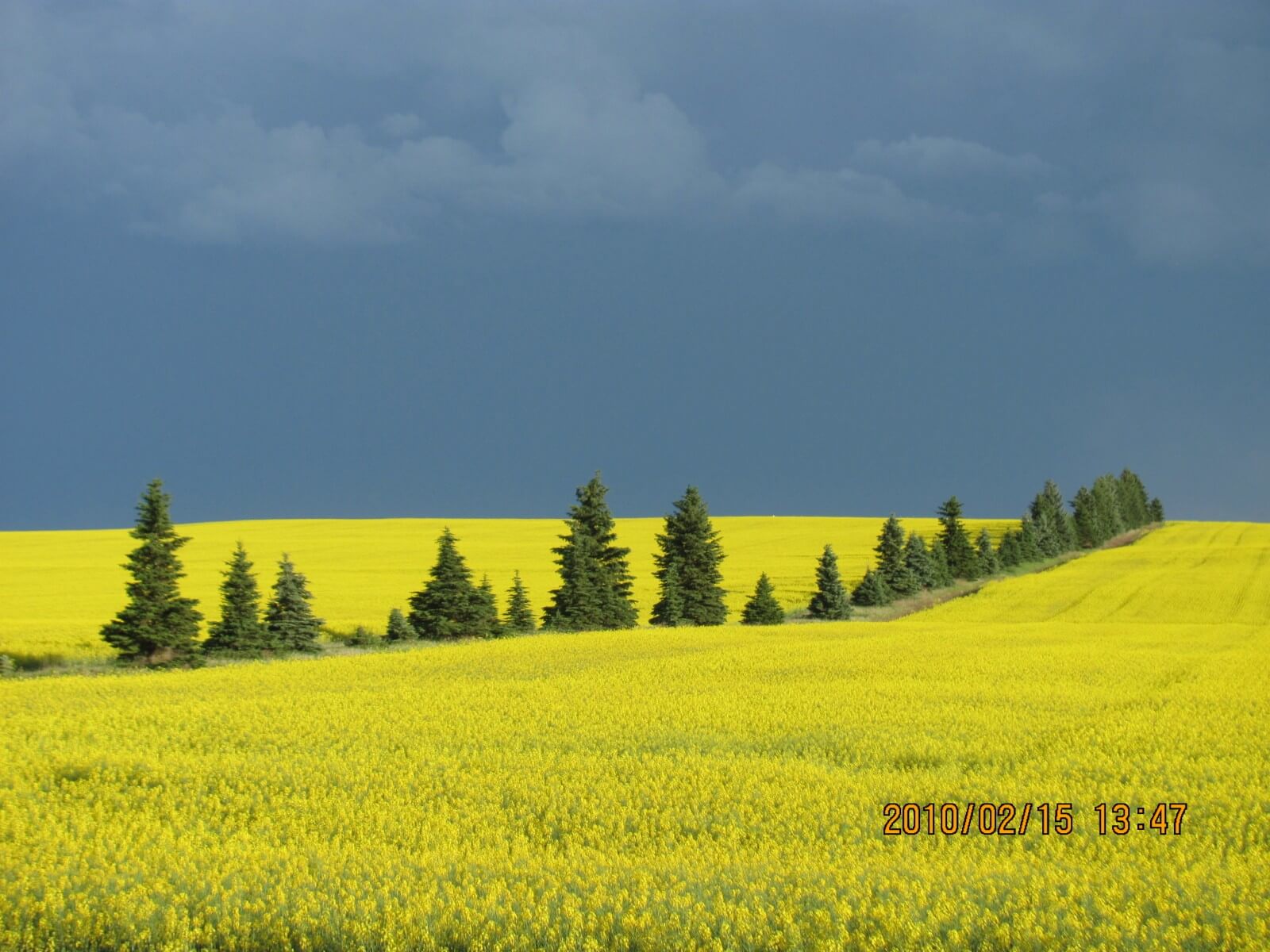 CANOLA  FIELDS  AT  BLOOM, WITH  STORM  CLOUDS  IN THE BACKGROUND