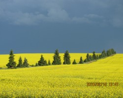 CANOLA  FIELDS  AT  BLOOM, WITH  STORM  CLOUDS  IN THE BACKGROUND