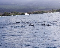 Dolphins off coast of Hawaii 1/4/19