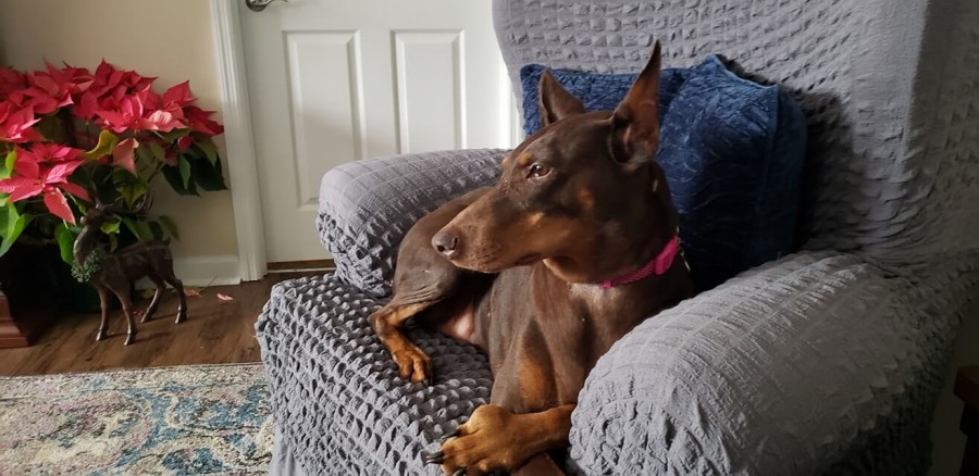 Moni (MoMo) claiming squatter's rights in a living room chair.