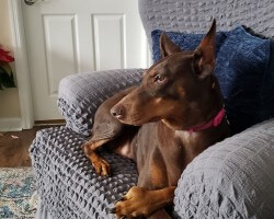 Moni (MoMo) claiming squatter's rights in a living room chair.