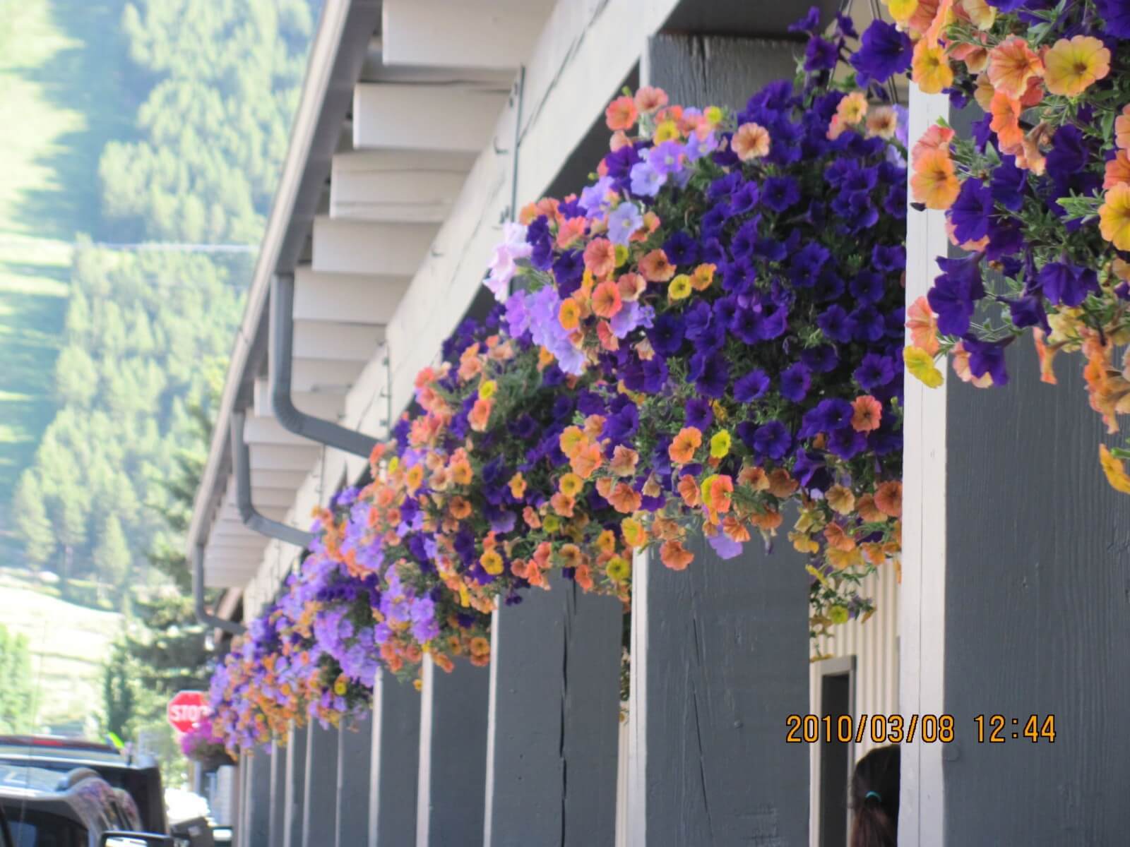 JACKSON  HOLE,  WYOMING