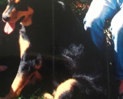 Simba! Our 140lbs Rottweiler Mastiff cross. The biggest couch potato in our family.