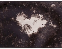 My photo I took through the trees that show you that I have heart. Actually gave Elder Packer a copy when I used it in my class he attended and asked for it years ago.