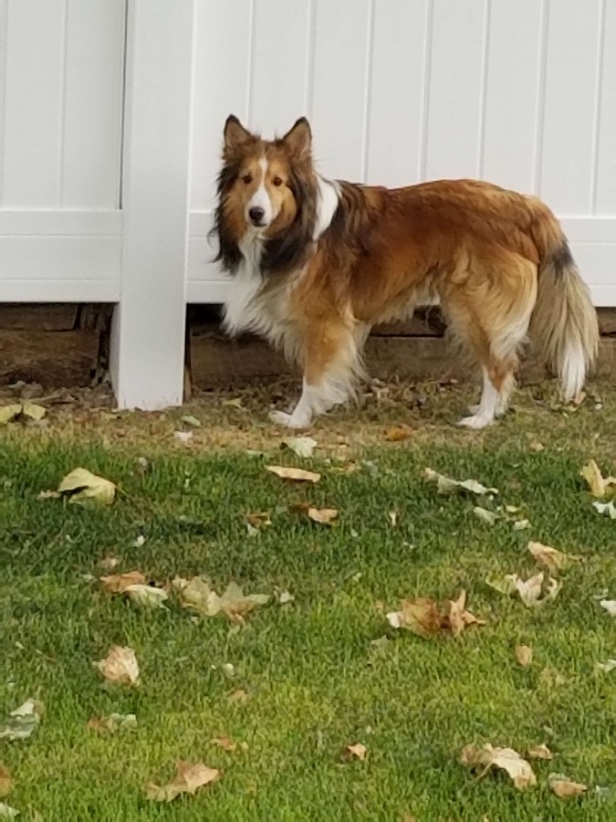 A friends dog that we love to dog sit.