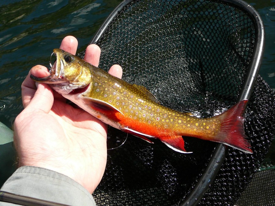 Brook Trout
