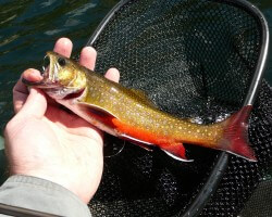 Brook Trout