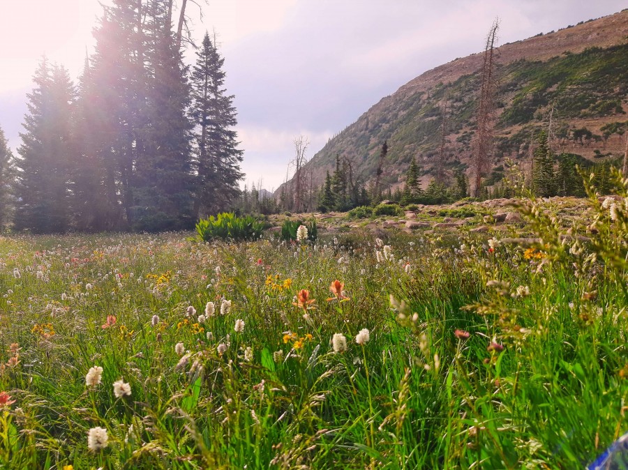 Lush meadow in the Uinta Mountains. A beautiful place for 'earthing'.