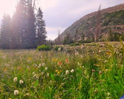 Lush meadow in the Uinta Mountains. A beautiful place for 'earthing'.