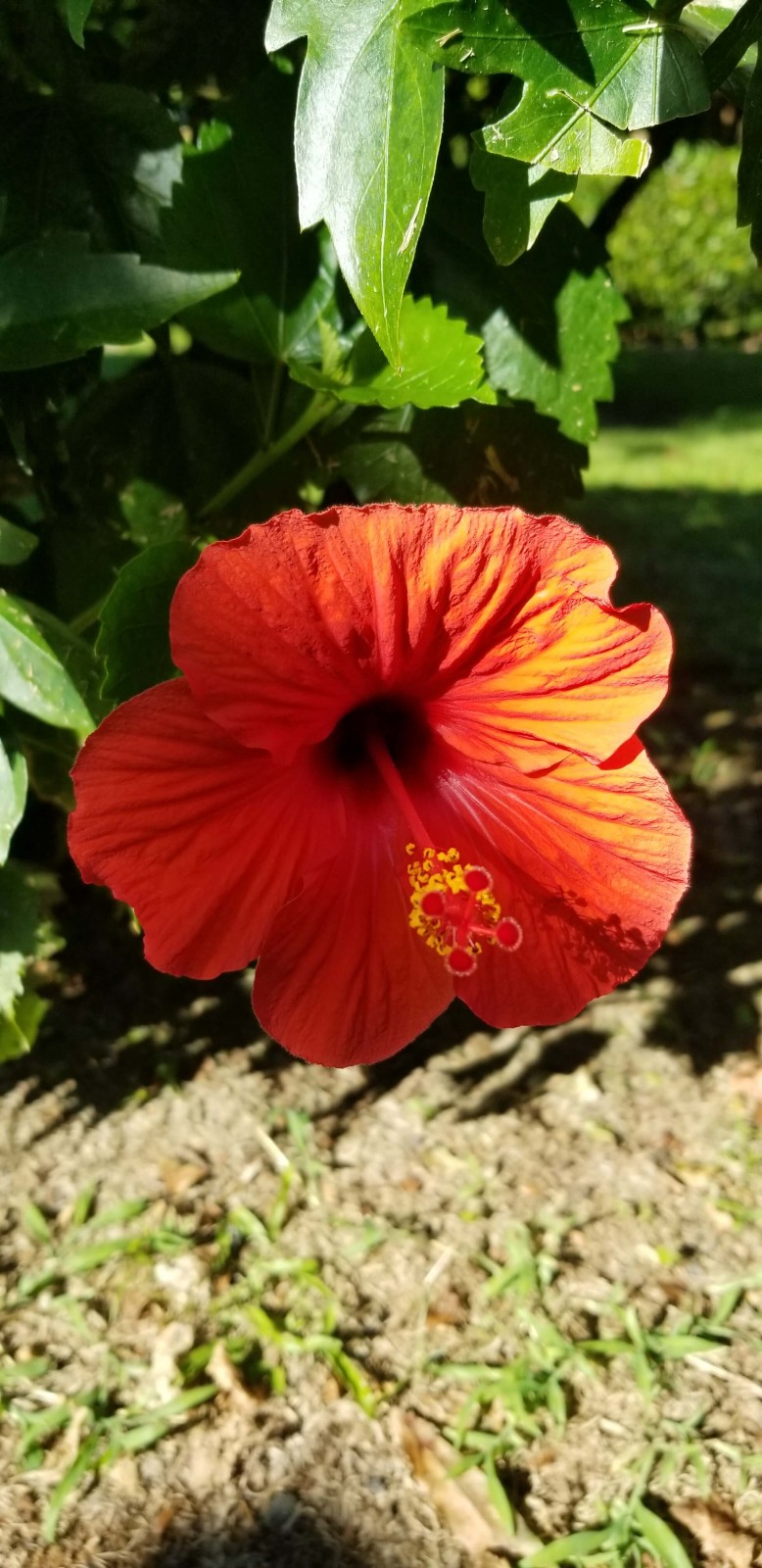 Hawaii 2019
