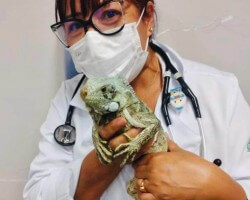 taking care of the iguana's health