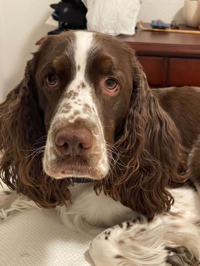 Cute Springer Spaniel