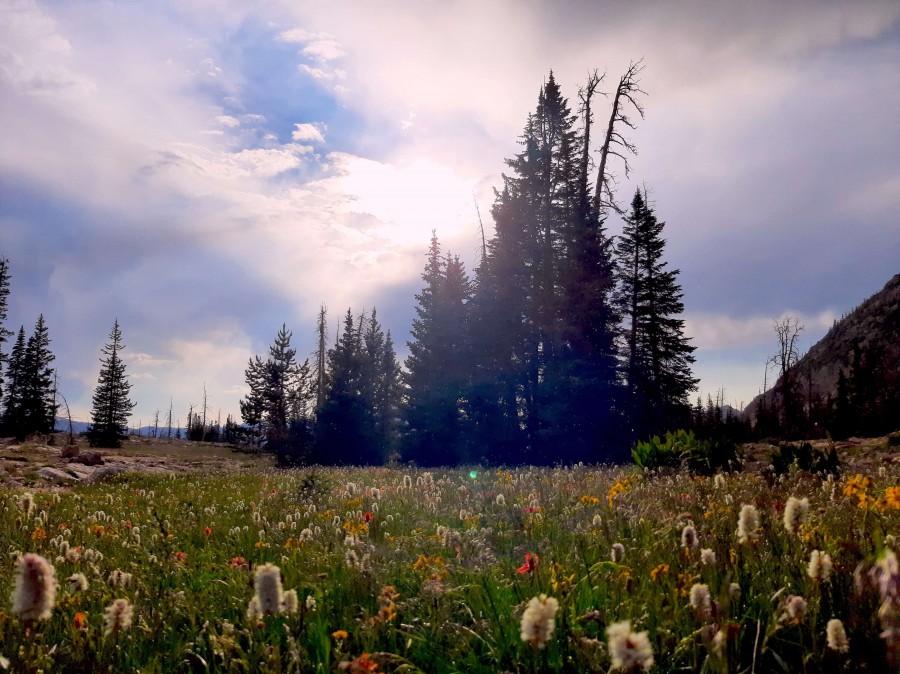 Lush meadow in the Uinta Mountains. A beautiful place for 'earthing'.