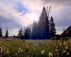 Lush meadow in the Uinta Mountains. A beautiful place for 'earthing'.