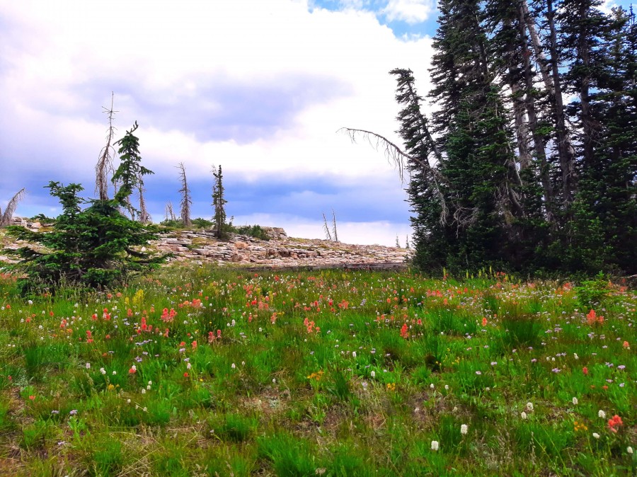 Lush meadow in the Uinta Mountains. A beautiful place for 'earthing'.