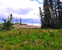 Lush meadow in the Uinta Mountains. A beautiful place for 'earthing'.