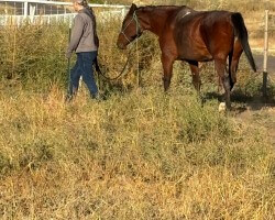 My granddaughter is teaching me horse-riding lessons in her neighbors corral.
