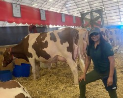 dairy cow show, September 2024