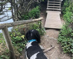 Mommie I didn't sign up for all these stairs I need a treat, cookie please, oh and some water while you are at it