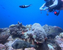 Scuba!!