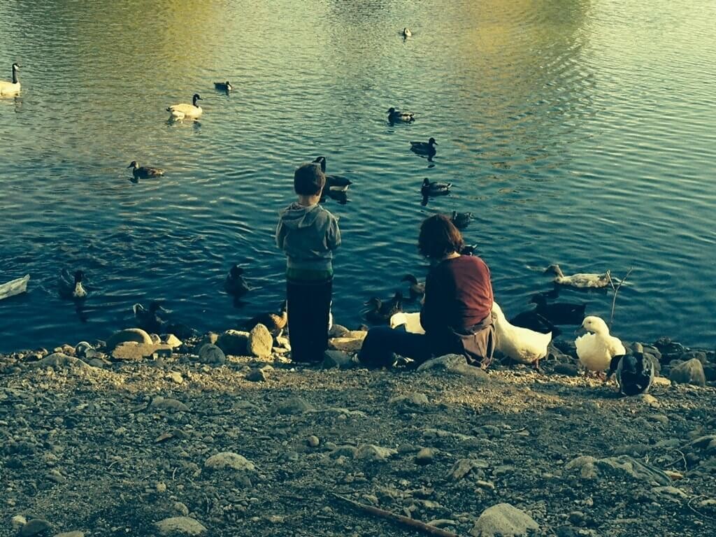 Feeding Ducks and Geese at Farmington Pond with G-son