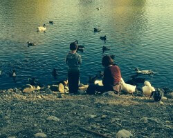 Feeding Ducks and Geese at Farmington Pond with G-son